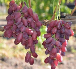 Виноград "Шахиня Ирана"