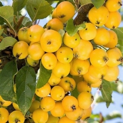 Райская яблоня желтая