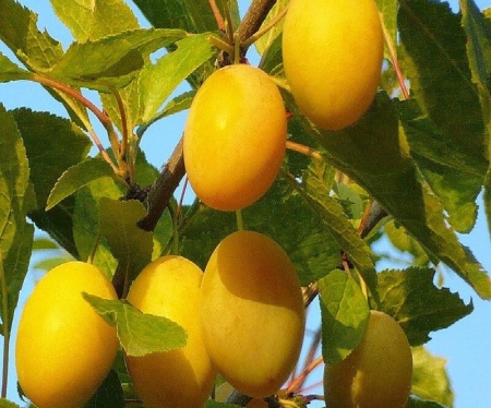 Слива "Золотая Капля" (Коэ)